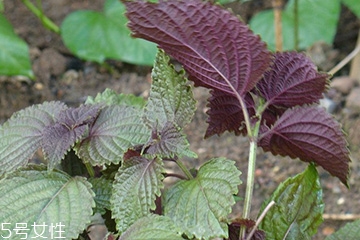 紫蘇葉的養(yǎng)殖方法 紫蘇葉怎么養(yǎng)殖？