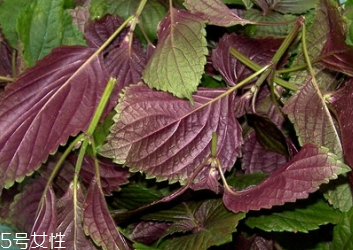 紫蘇葉怎么吃？干紫蘇葉怎么吃？