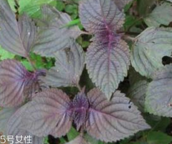 紫蘇葉怎么吃？干紫蘇葉怎么吃？