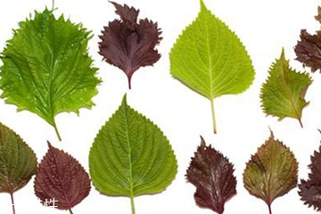 紫蘇葉怎么吃？干紫蘇葉怎么吃？