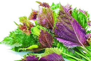 紫蘇葉的好處 紫蘇葉能治感冒嗎？