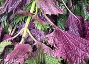 紫蘇葉的好處 紫蘇葉能治感冒嗎？