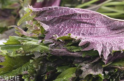 紫蘇葉的好處 紫蘇葉能治感冒嗎？