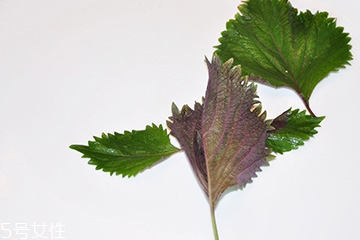 紫蘇葉的食用禁忌 吃紫蘇葉時(shí)要注意什么？