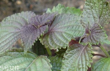 紫蘇葉的食用禁忌 吃紫蘇葉時(shí)要注意什么？