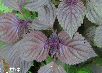 紫蘇葉的食用禁忌 吃紫蘇葉時(shí)要注意什么？