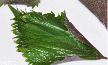 紫蘇葉和蘇子葉的關(guān)系 紫蘇葉與蘇子葉是一樣的嗎？