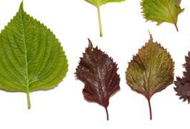 紫蘇葉和蘇子葉的關(guān)系 紫蘇葉與蘇子葉是一樣的嗎？