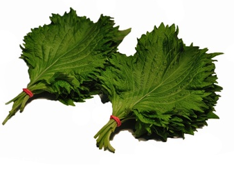 紫蘇葉能放冰箱嗎？紫蘇葉怎么保存？