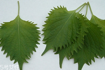 紫蘇葉能放冰箱嗎？紫蘇葉怎么保存？