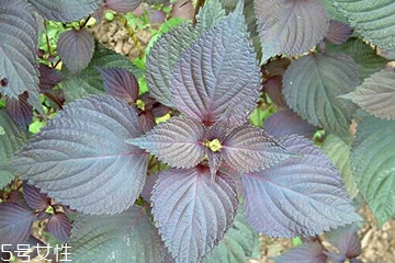 紫蘇葉能和香菇一起吃嗎？紫蘇葉能腌制嗎？