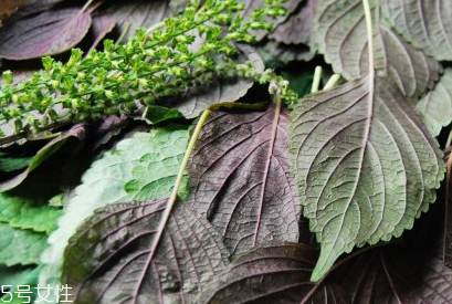 紫蘇葉能和香菇一起吃嗎？紫蘇葉能腌制嗎？