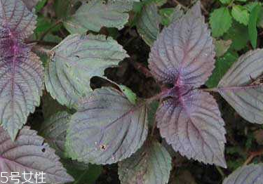 紫蘇葉能和香菇一起吃嗎？紫蘇葉能腌制嗎？