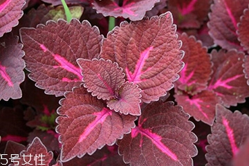 紫蘇葉的禁忌人群 哪些人不適合吃紫蘇葉？