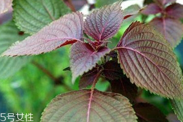 紫蘇葉的種類 紫蘇葉有哪些品種？