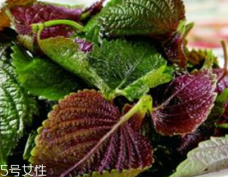 紫蘇葉的種類 紫蘇葉有哪些品種？