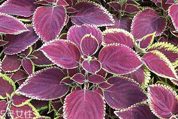 紫蘇葉是中藥嗎？紫蘇葉的藥用價值是什么？