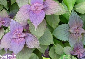 紫蘇葉是中藥嗎？紫蘇葉的藥用價值是什么？