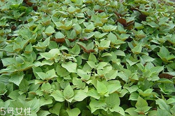 紫蘇葉能做成干紫蘇葉嗎？紫蘇葉怎么做成干紫蘇葉呢？