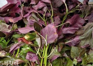 紫蘇葉能做成干紫蘇葉嗎？紫蘇葉怎么做成干紫蘇葉呢？