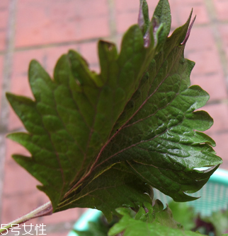 紫蘇葉能做成干紫蘇葉嗎？紫蘇葉怎么做成干紫蘇葉呢？