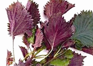 紫蘇葉能治皮膚過(guò)敏嗎？