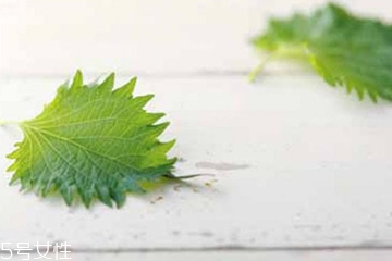 紫蘇葉能治皮膚過(guò)敏嗎？