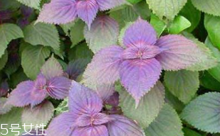 紫蘇葉是熱性的嗎？紫蘇葉是寒性的嗎？