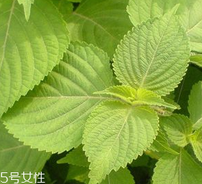 紫蘇葉是熱性的嗎？紫蘇葉是寒性的嗎？