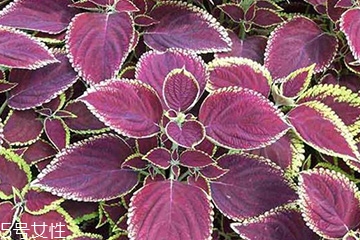 紫蘇葉是什么味道？紫蘇葉的味道是什么？