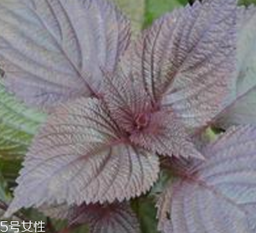 紫蘇葉是什么味道？紫蘇葉的味道是什么？