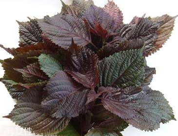 紫蘇葉是堿性還是酸性？紫蘇葉是酸性的嗎？