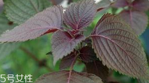 紫蘇葉是堿性還是酸性？紫蘇葉是酸性的嗎？