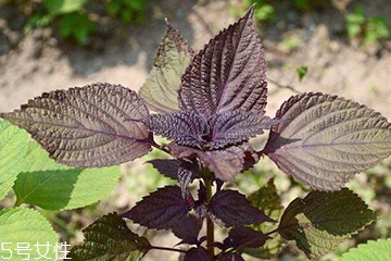 紫蘇葉是堿性還是酸性？紫蘇葉是酸性的嗎？