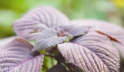 紫蘇葉是什么顏色？紫蘇葉是紫色的嗎？