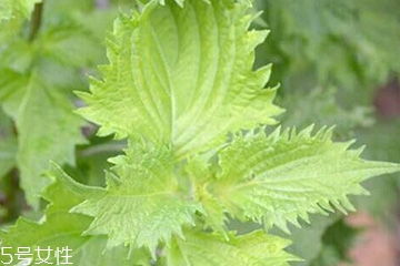 紫蘇葉是什么顏色？紫蘇葉是紫色的嗎？