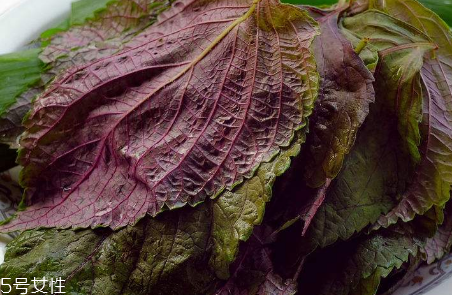 紫蘇葉能治感冒嗎？紫蘇葉能治感冒