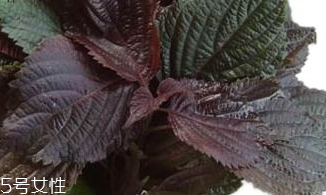 紫蘇葉能生吃嗎？紫蘇葉可以生吃