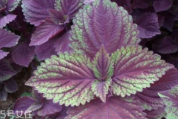 紫蘇葉可以給寶寶敷臉嗎？紫蘇葉不能給寶寶敷臉