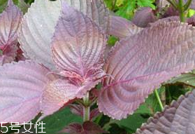 紫蘇葉的形態(tài)特征 紫蘇葉的外形是什么樣？