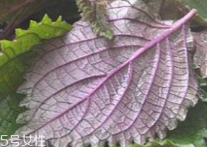 紫蘇葉吃了會(huì)上火嗎？紫蘇葉吃了不會(huì)上火