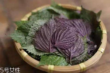 紫蘇葉吃了會上火嗎？紫蘇葉吃了不會上火