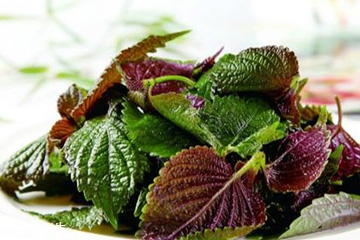 紫蘇葉的熱量 紫蘇葉的熱量高嗎？