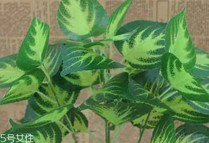 紫蘇葉的熱量 紫蘇葉的熱量高嗎？