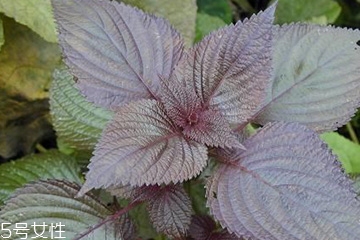 紫蘇葉能吃嗎？紫蘇葉好吃嗎？