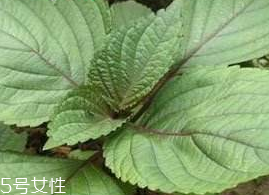 紫蘇葉能吃嗎？紫蘇葉好吃嗎？