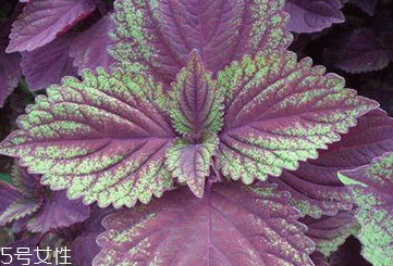 紫蘇葉能吃嗎？紫蘇葉好吃嗎？