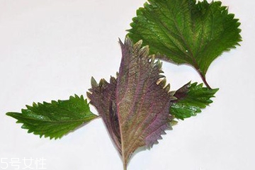 紫蘇葉的選購技法 紫蘇葉怎么挑選？