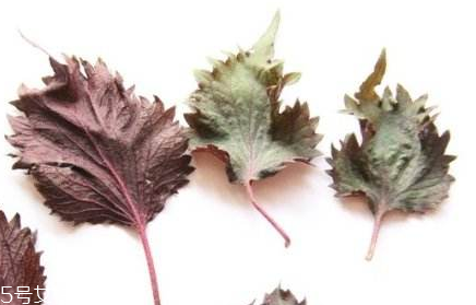 紫蘇葉的選購(gòu)技法 紫蘇葉怎么挑選？