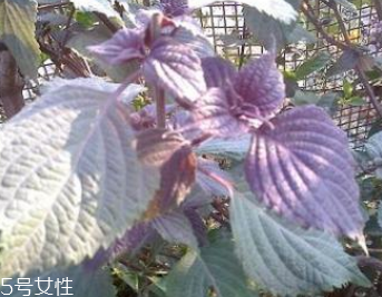 紫蘇葉能泡腳嗎？紫蘇葉和什么能泡腳？